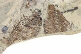 Fossil Fish Mortality Plate - Wyoming #257181-4
